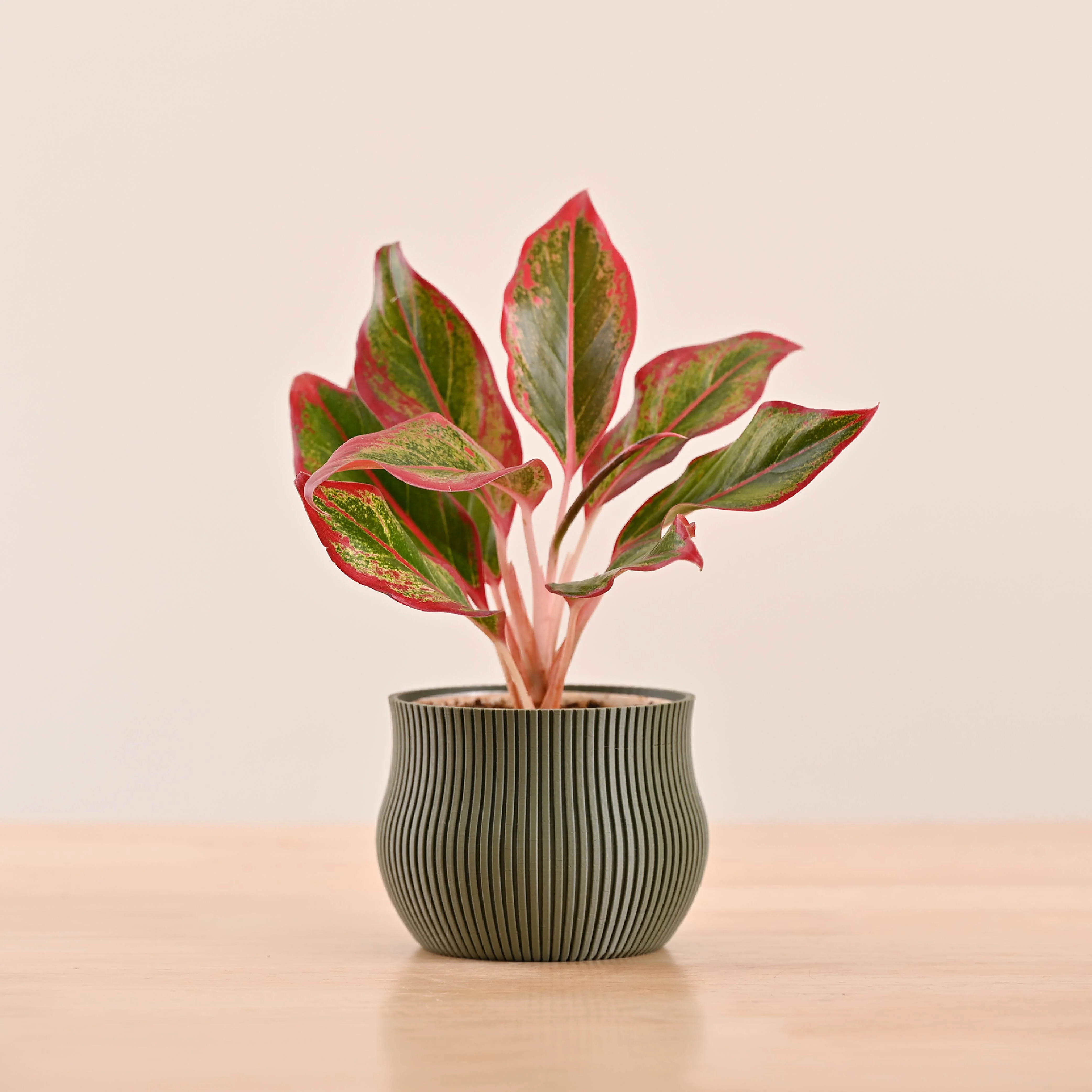 Crown Planter - Image 8