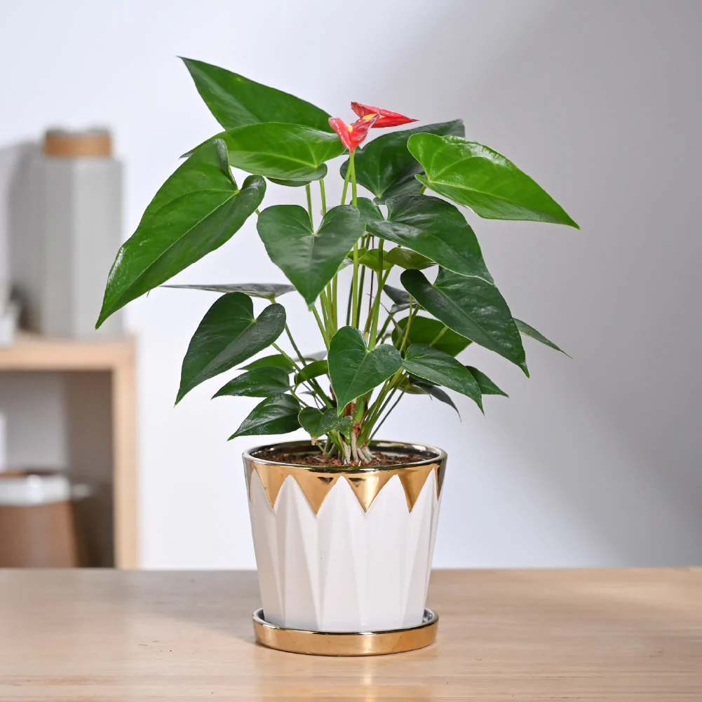 Crown ceramic pot - 5 inch - Image 2