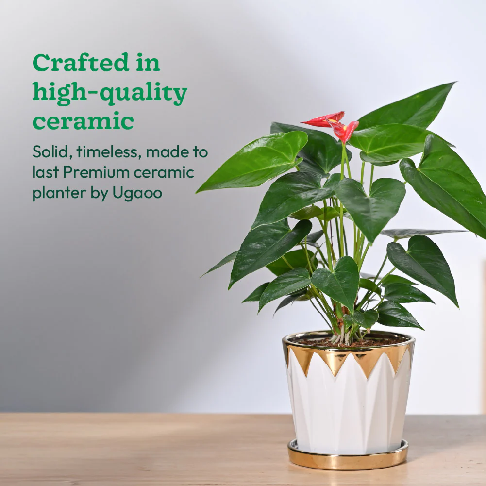 Crown ceramic pot - 5 inch - Image 8