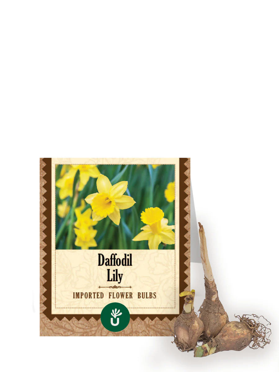 Daffodil Lily Bulbs - Image 2