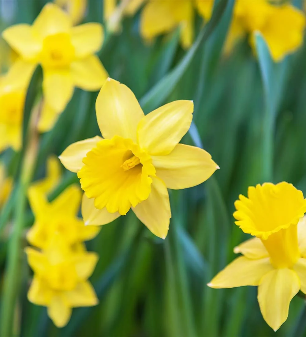 Daffodil Lily Bulbs - Image 3