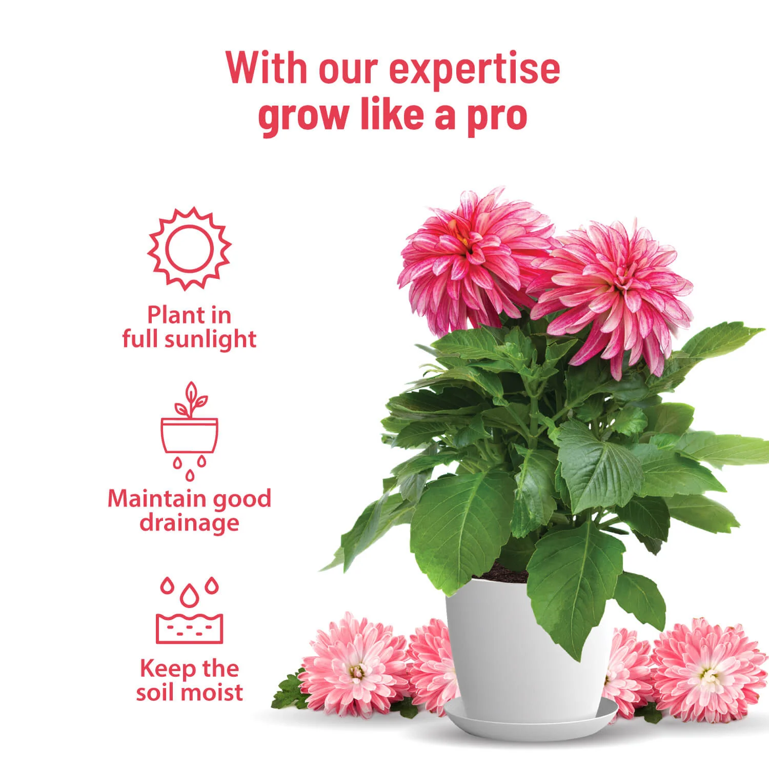 Dahlia Grow Kit - Image 3