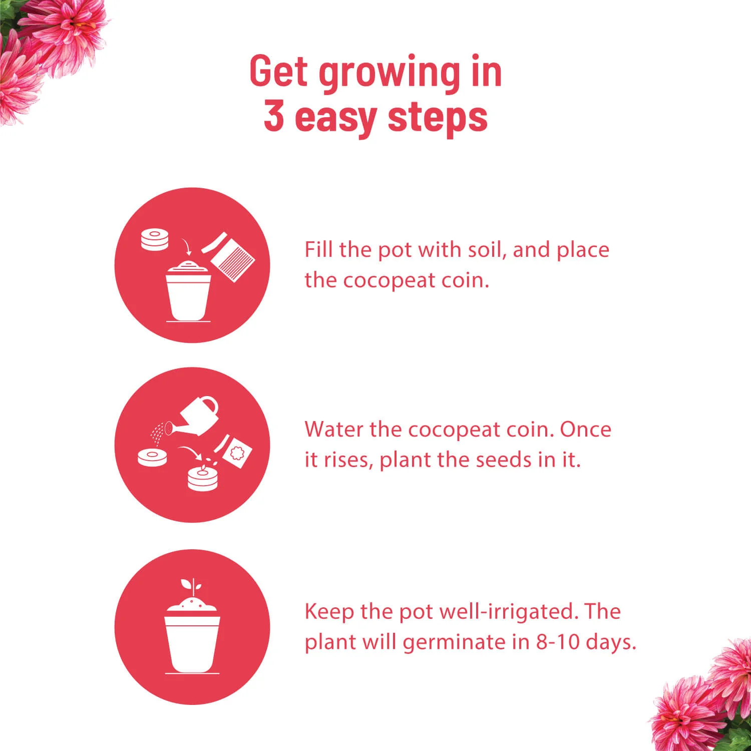 Dahlia Grow Kit - Image 4