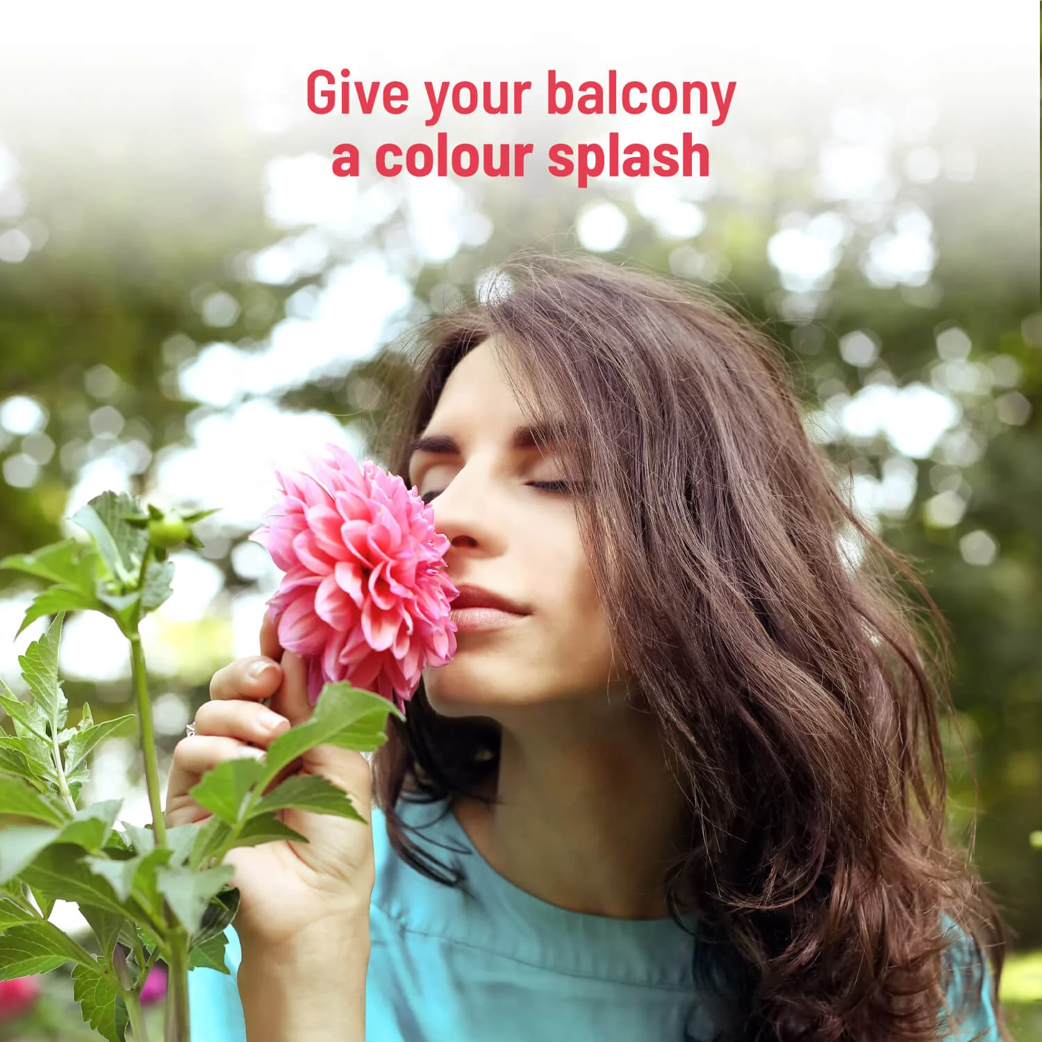 Dahlia Grow Kit - Image 5