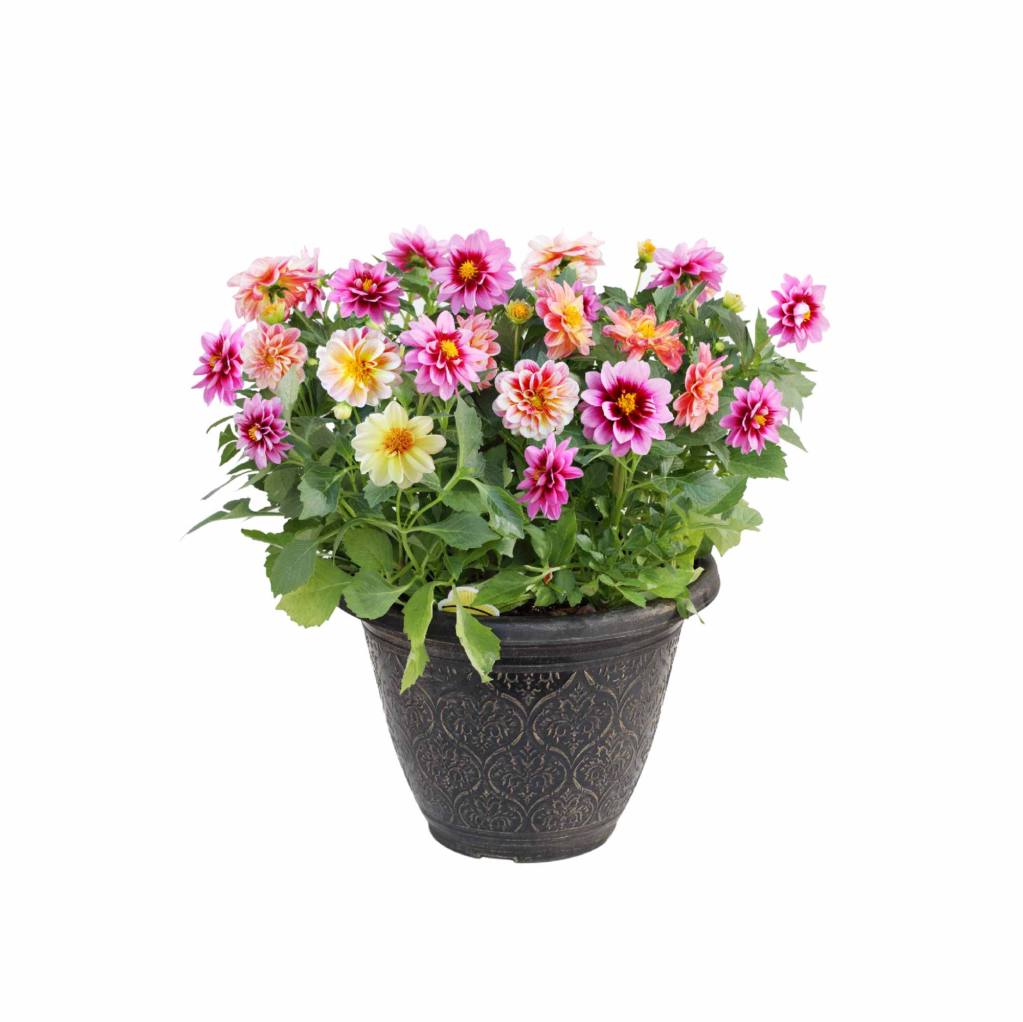 Dahlia Seeds - Image 17