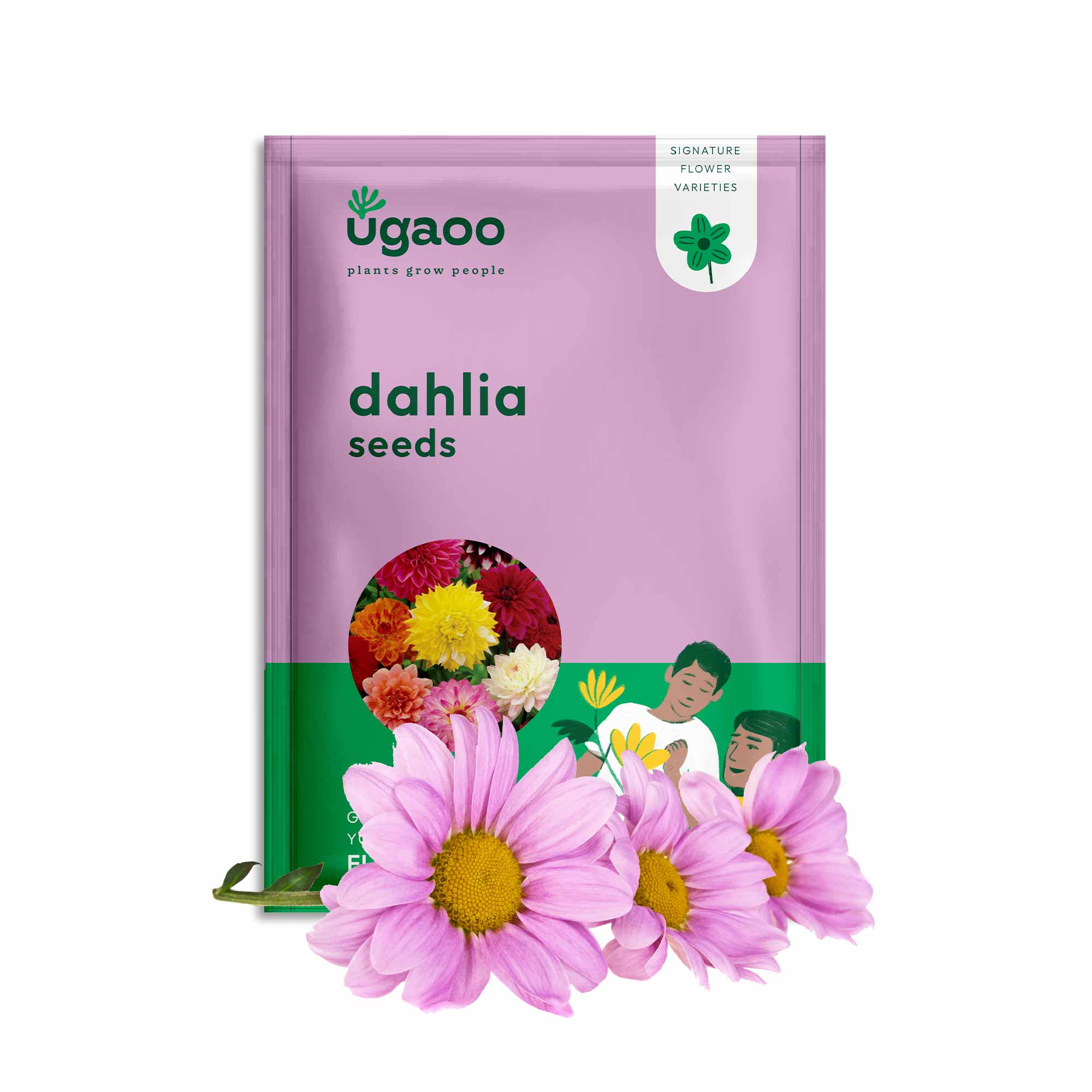 Dahlia Seeds - Image 2