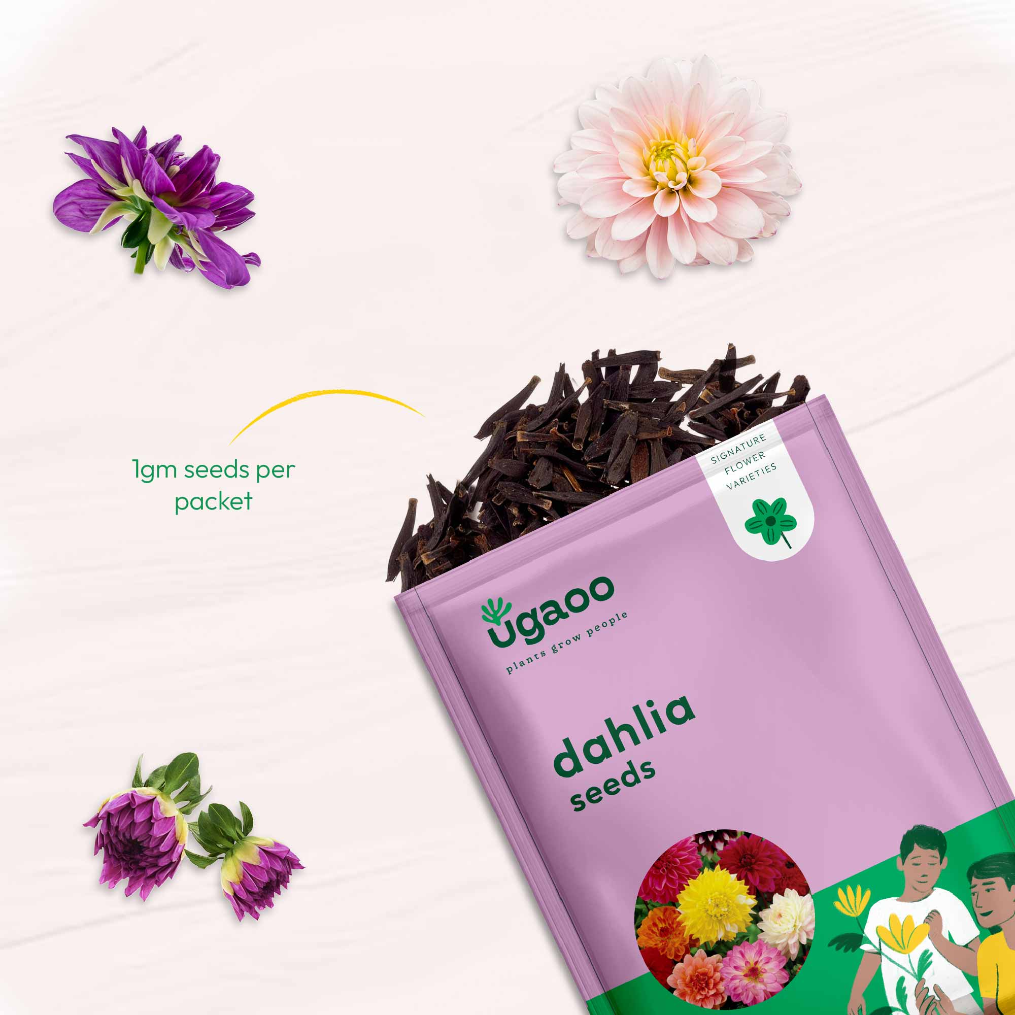 Dahlia Seeds - Image 3