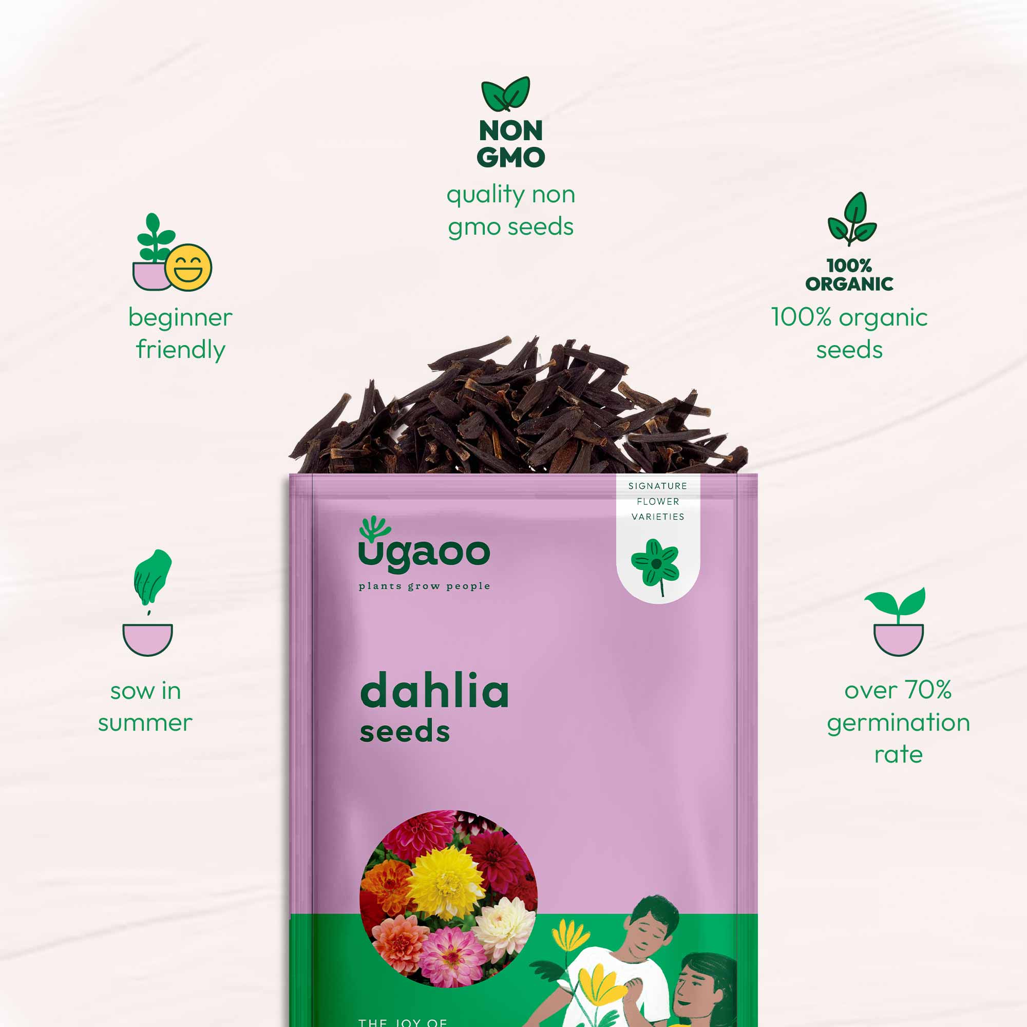 Dahlia Seeds - Image 5