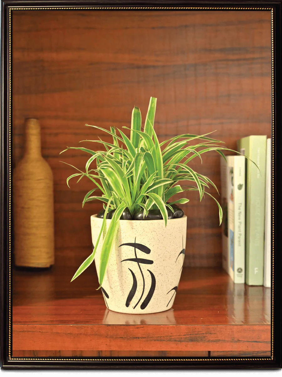 Damru Matte Finish Ceramic Pot (5.5 Inch Diameter) - Image 5