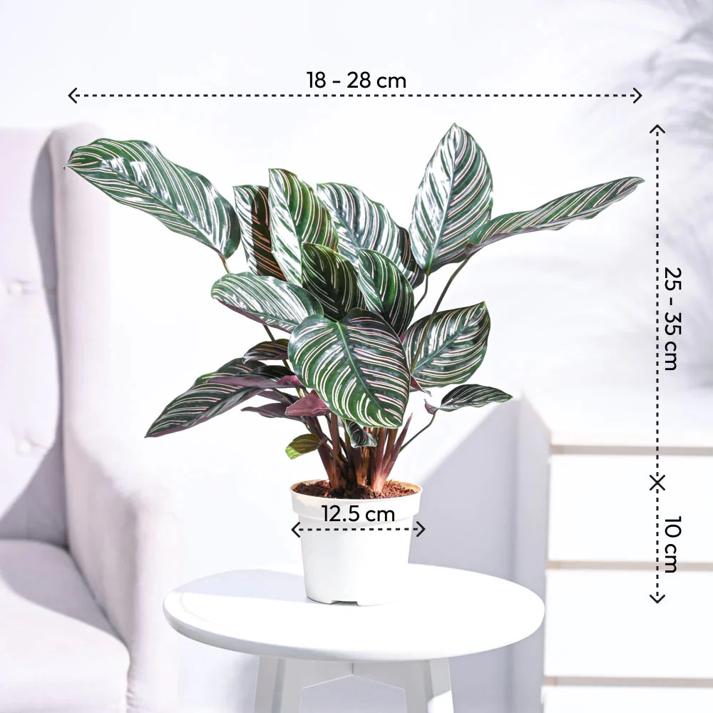 Ganpati Decor Plant Bundle - Image 3