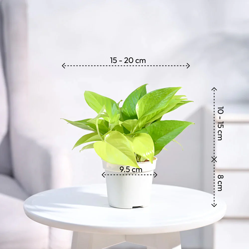 Ganpati Decor Plant Bundle - Image 8