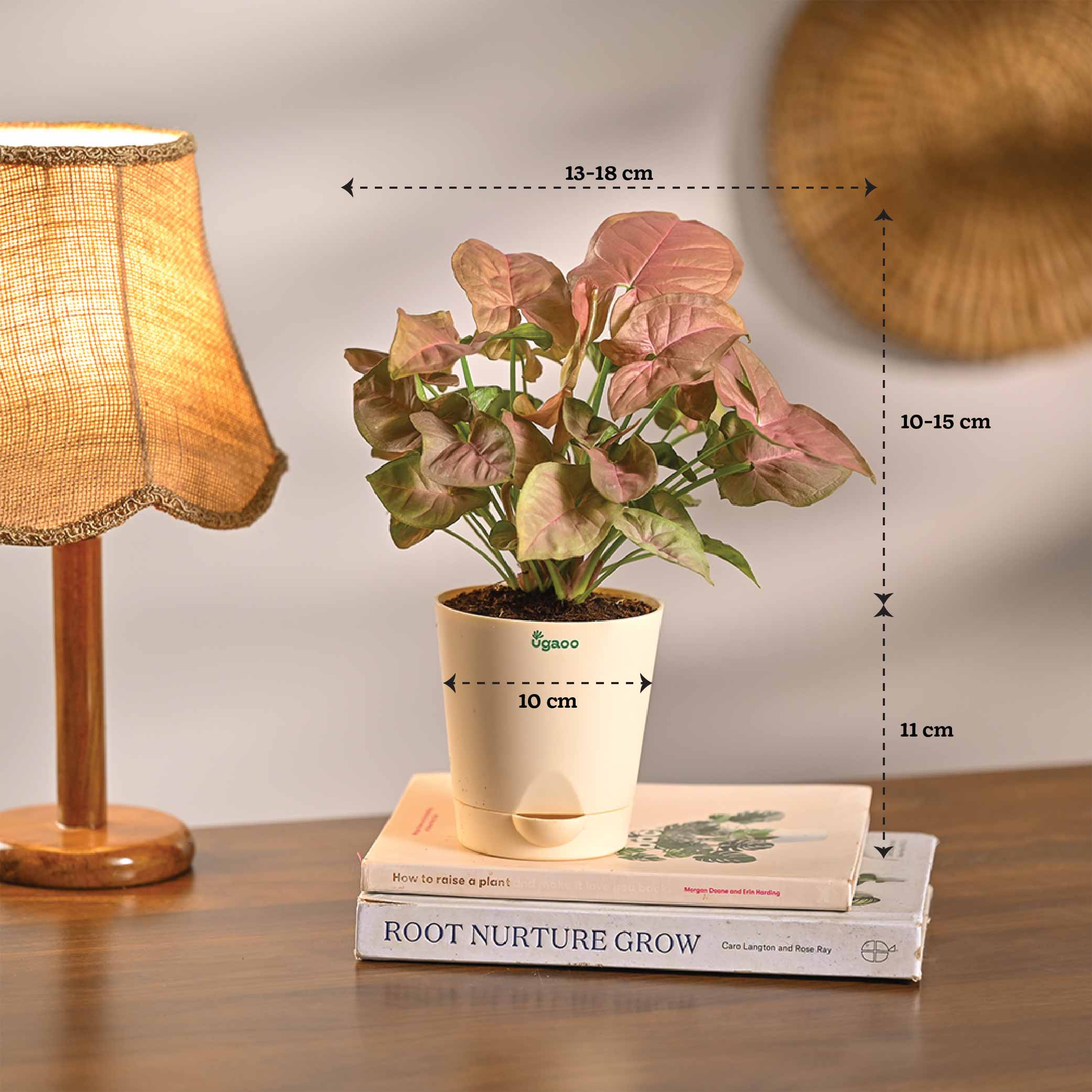 Combo of 4 Stylish Plant Set for Office Desk - Image 7