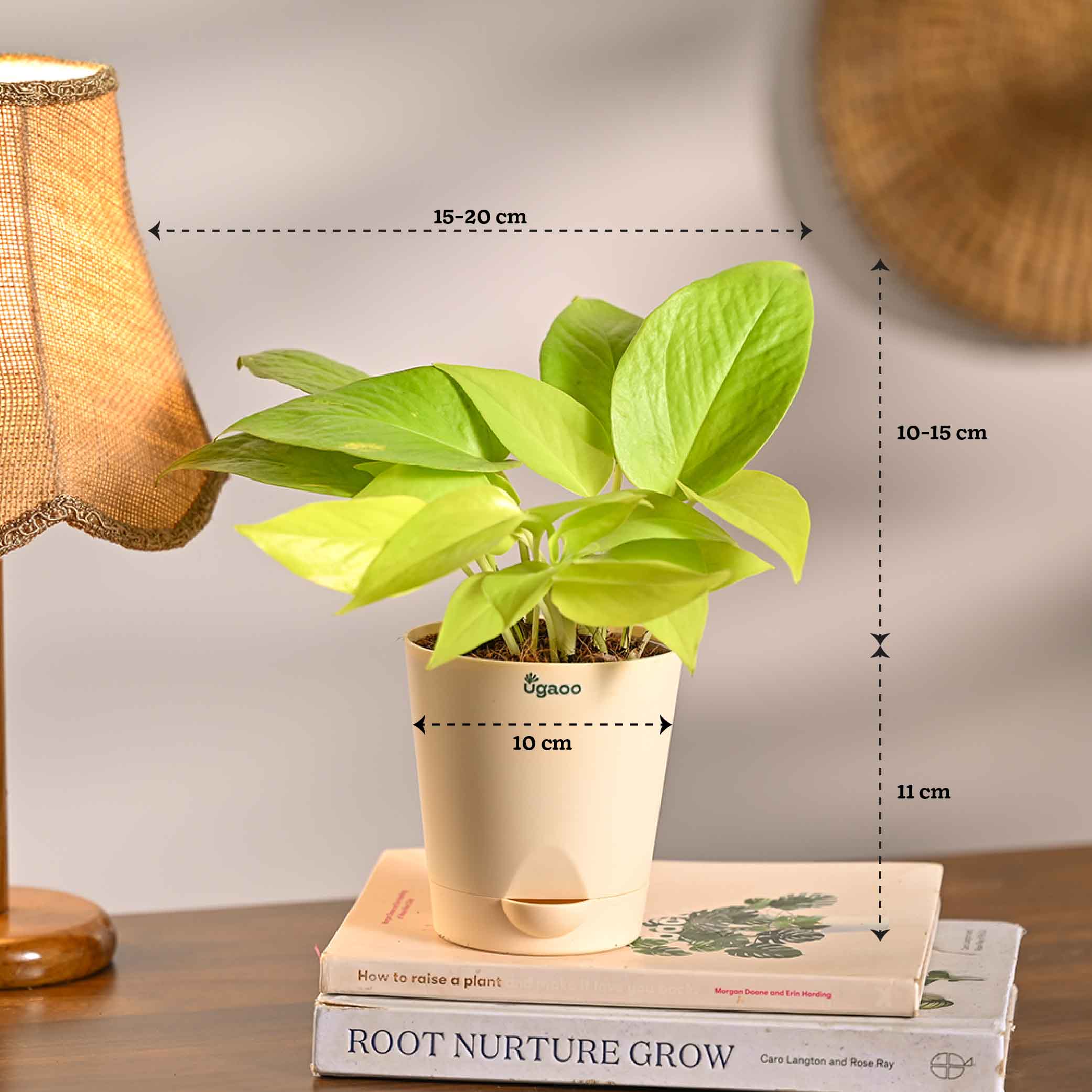 Combo of 4 Stylish Plant Set for Office Desk - Image 9