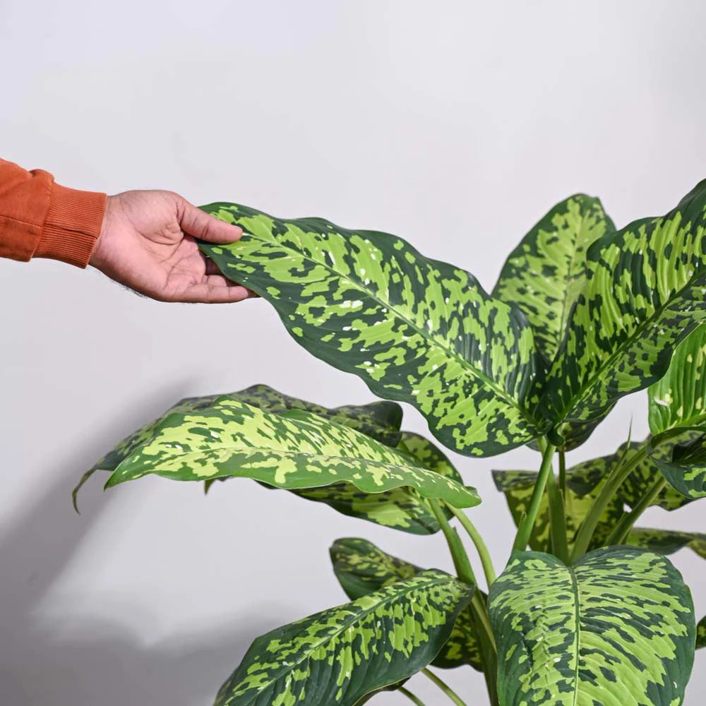 Dieffenbachia Cheetah Plant - XL - Image 8