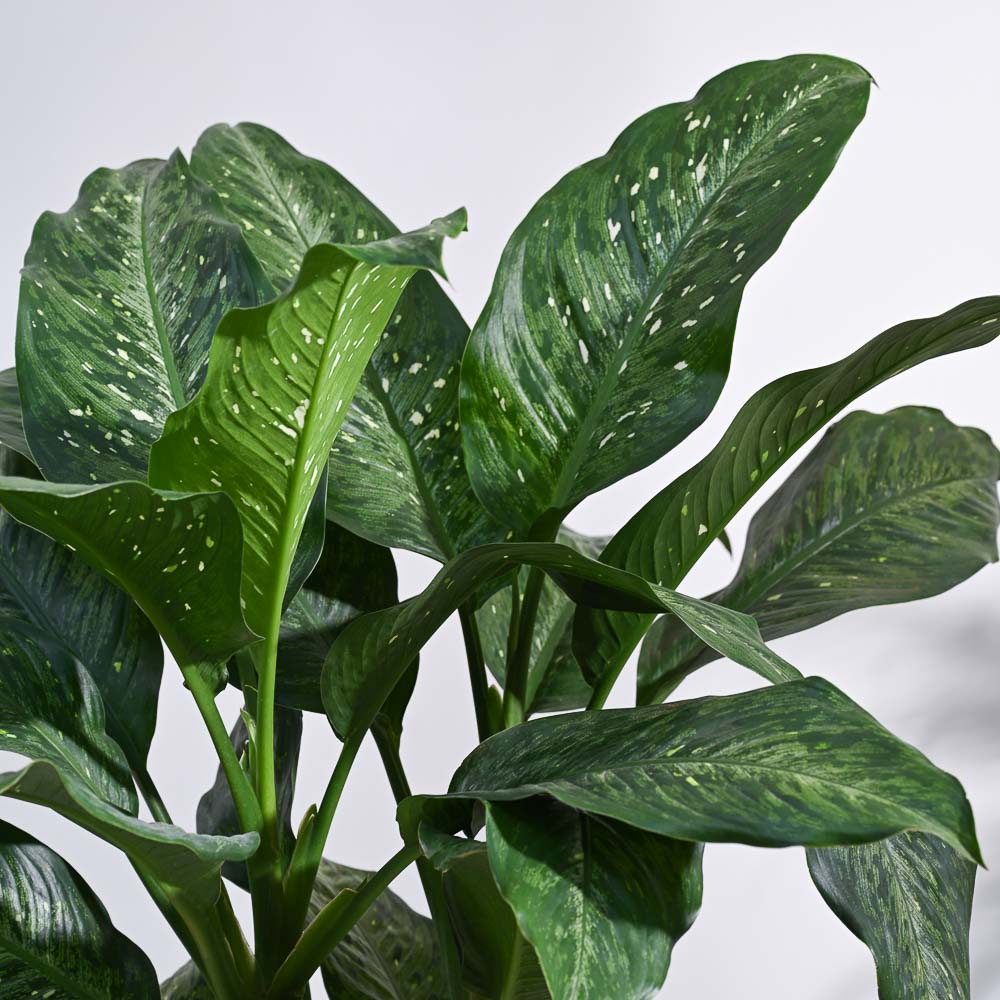 Dieffenbachia Plant XL - Image 2