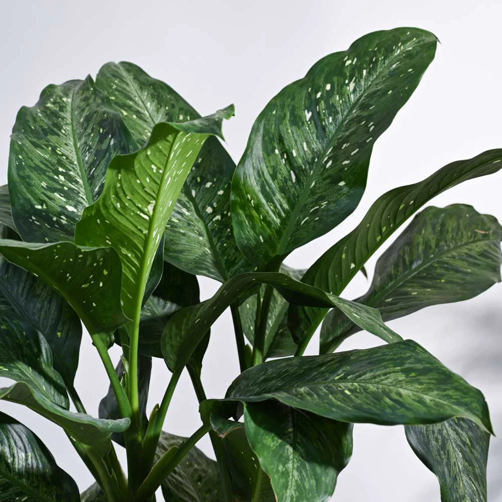 Dieffenbachia Plant XL - Image 3