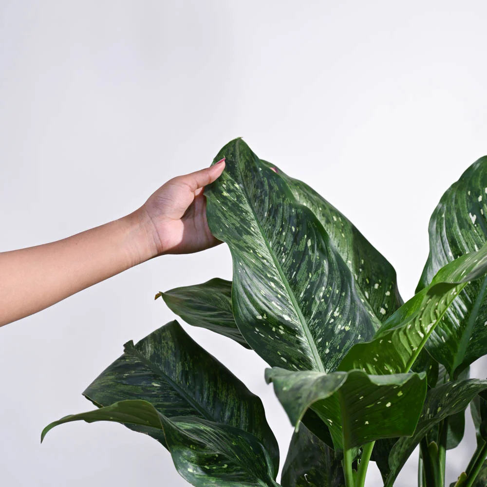 Dieffenbachia Plant XL - Image 4