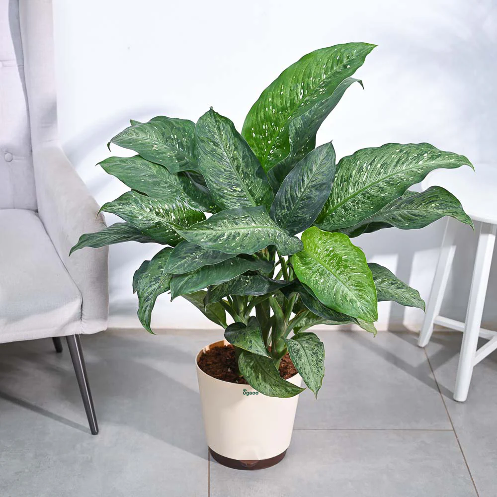 Dieffenbachia Plant XL - Image 5