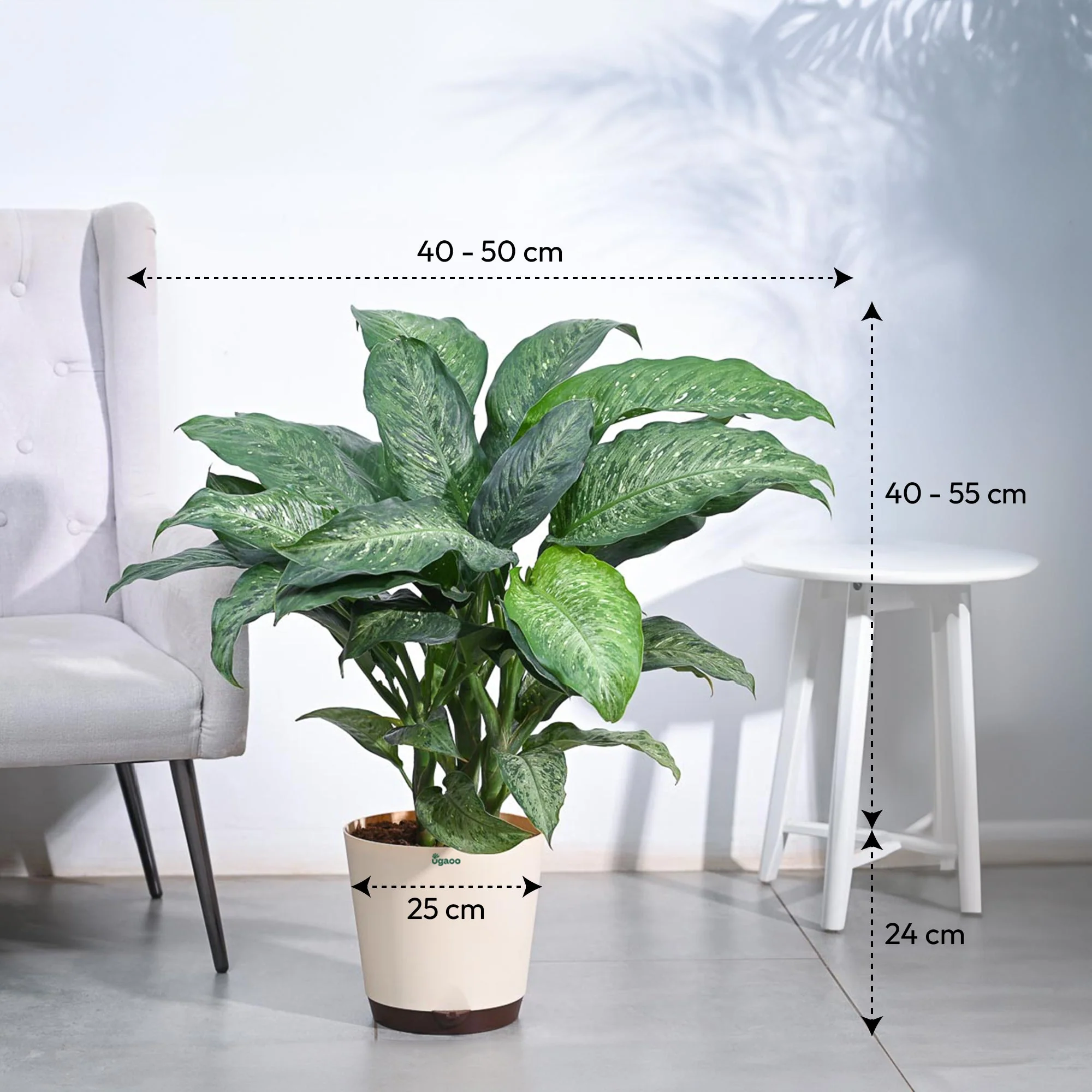Dieffenbachia Plant XL - Image 6
