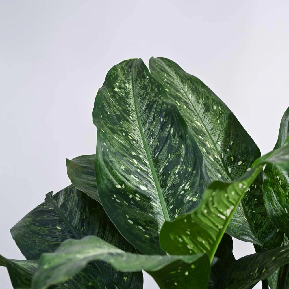 Dieffenbachia Plant XL - Image 7