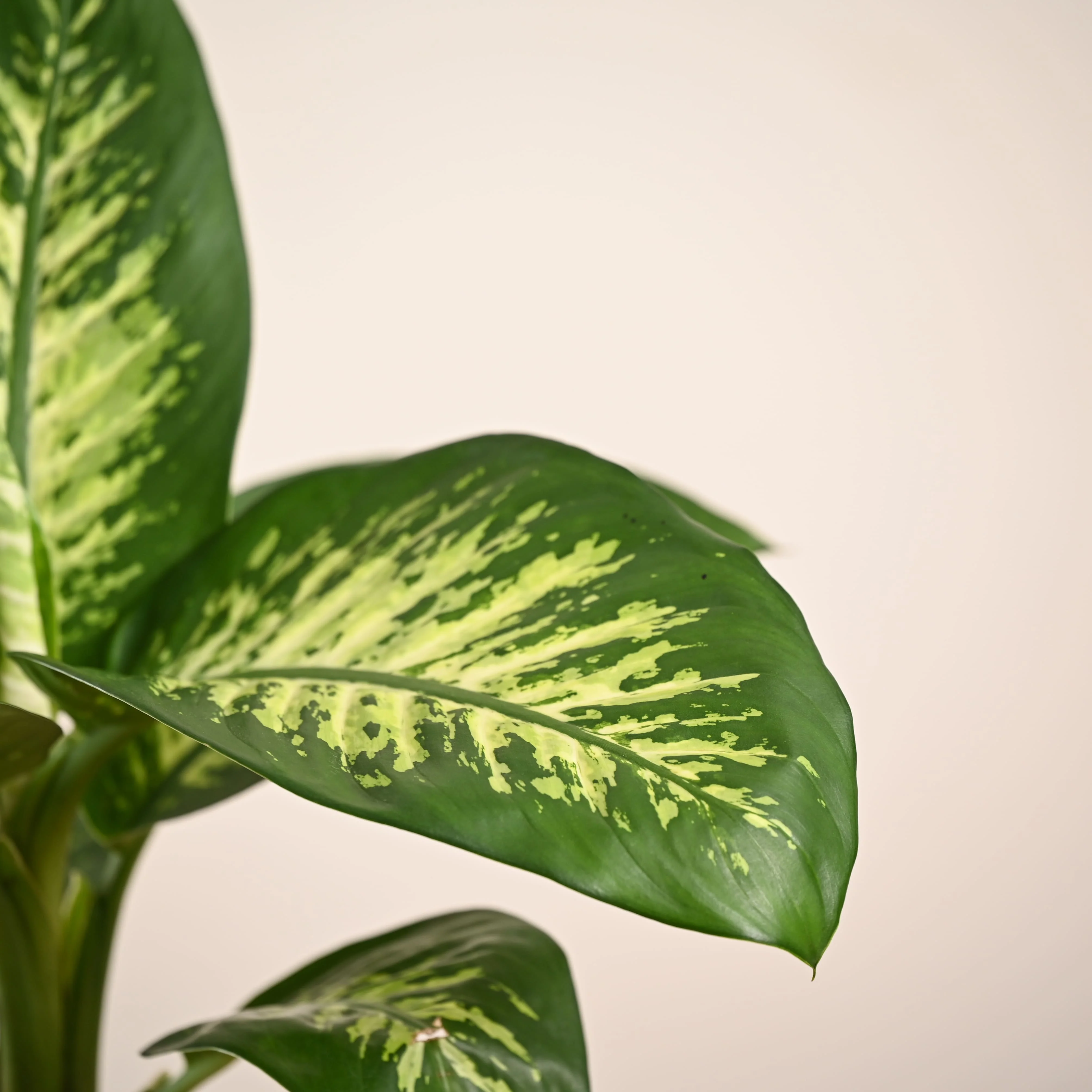 Dieffenbachia Tropic Snow Plant - Large - Image 2