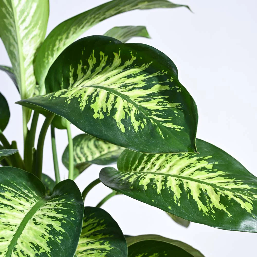Dieffenbachia Tropic Snow Plant - XL - Image 2