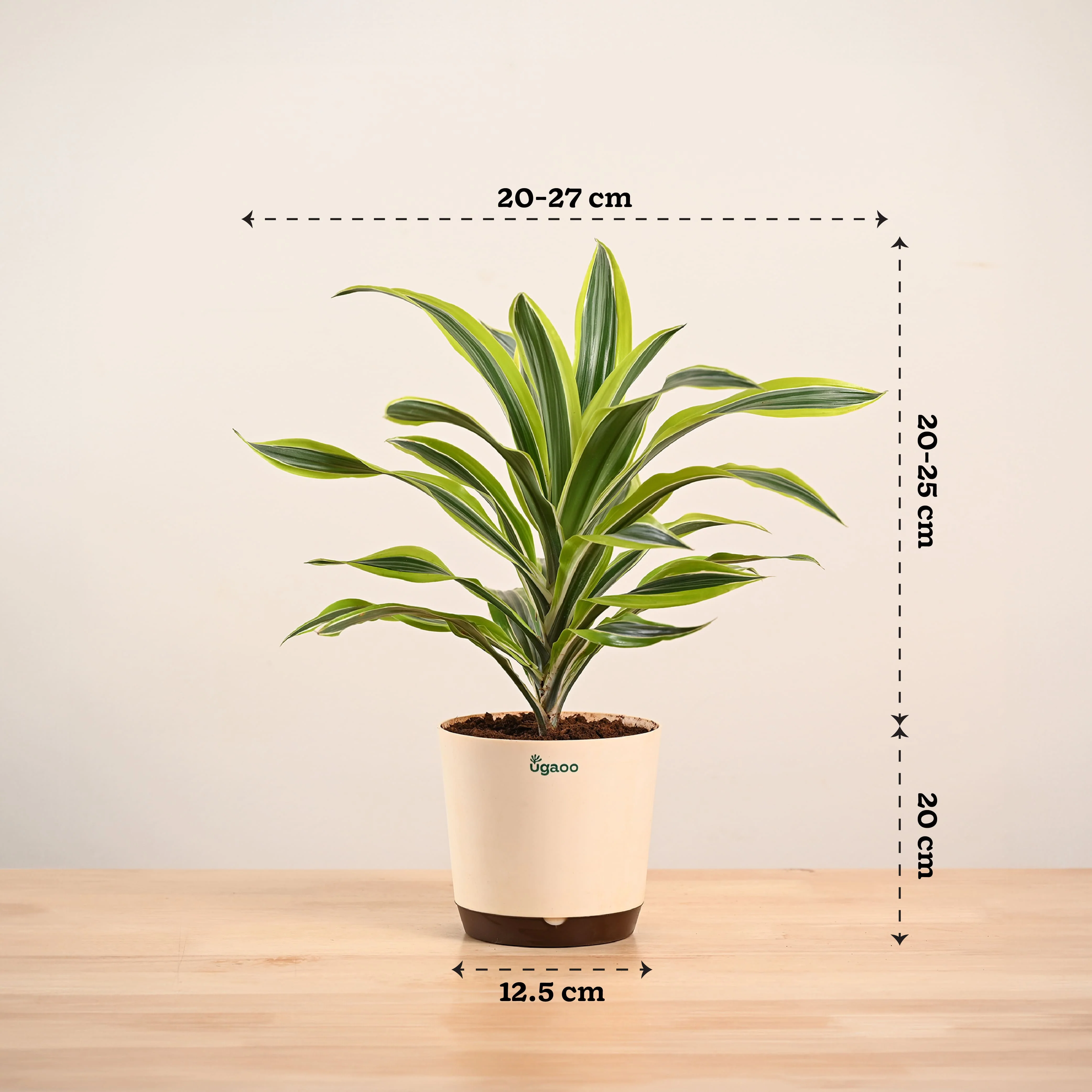 Dracena Lemon Lime Plant - Large - Image 5