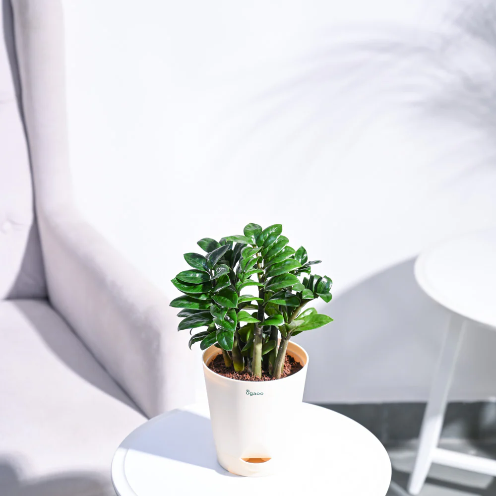 Dwarf ZZ Plant - Image 30