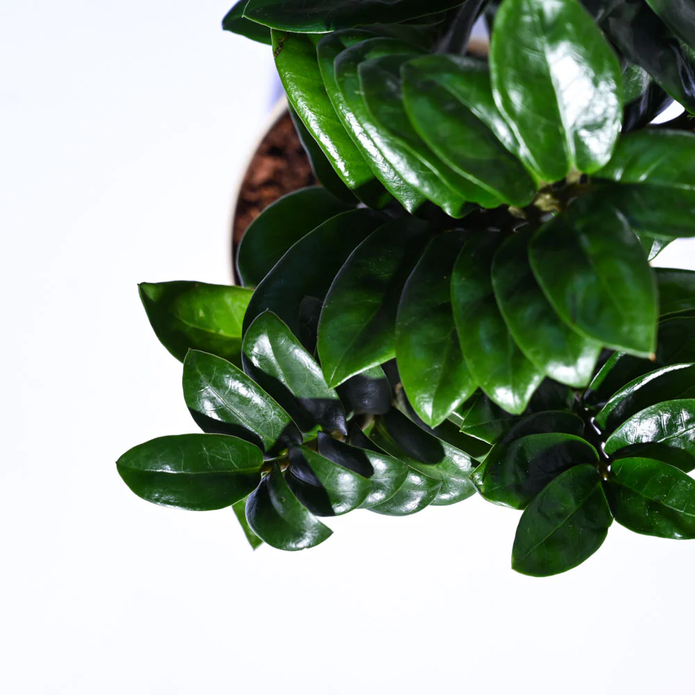 Dwarf ZZ Plant - Image 32