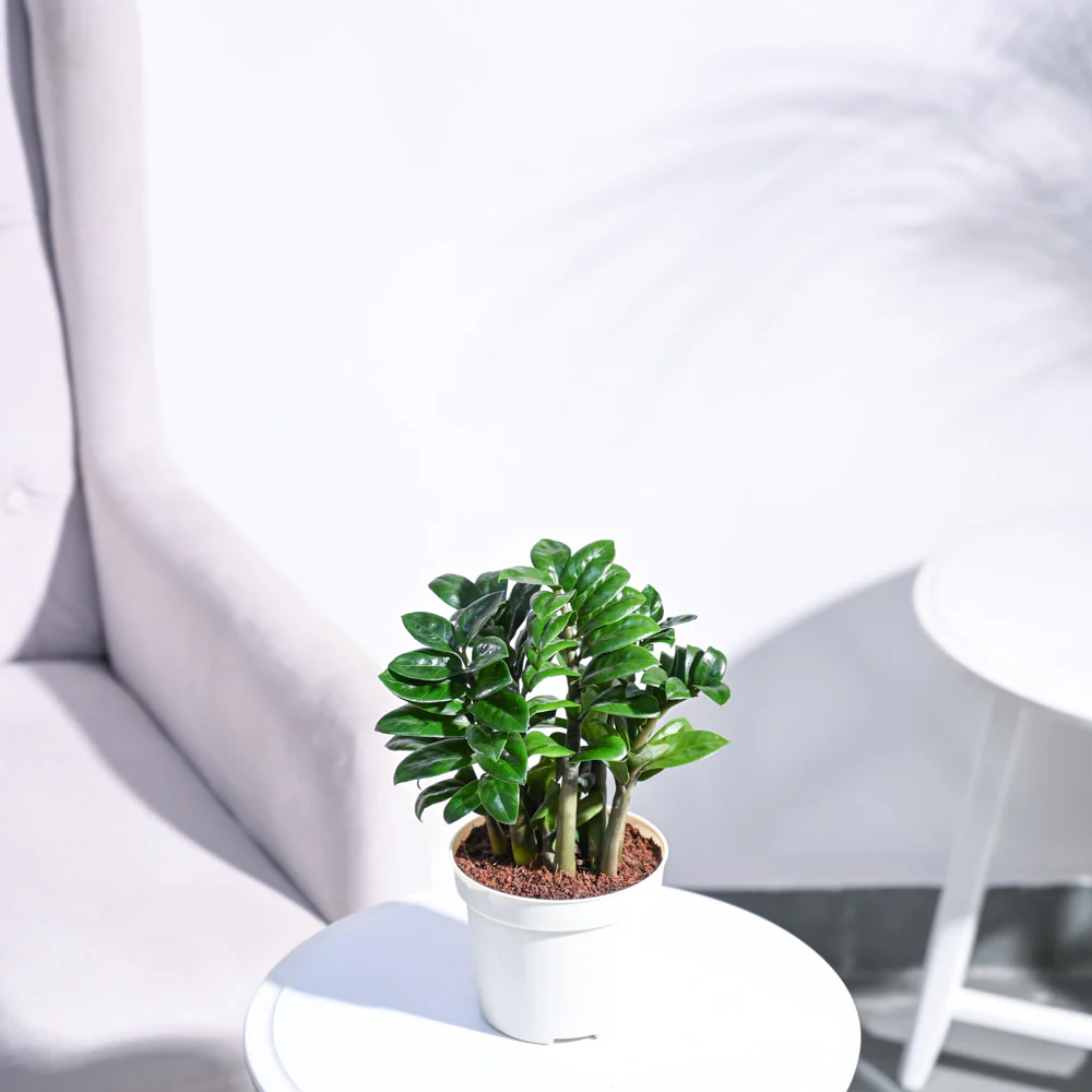 Dwarf ZZ Plant - Image 34