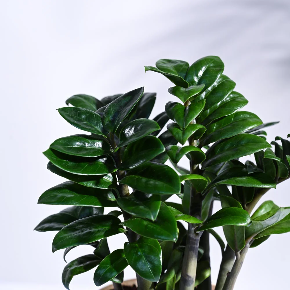 Dwarf ZZ Plant - Image 36
