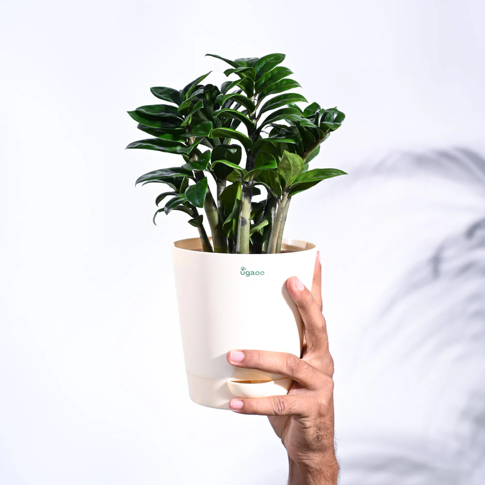 Dwarf ZZ Plant - Image 48