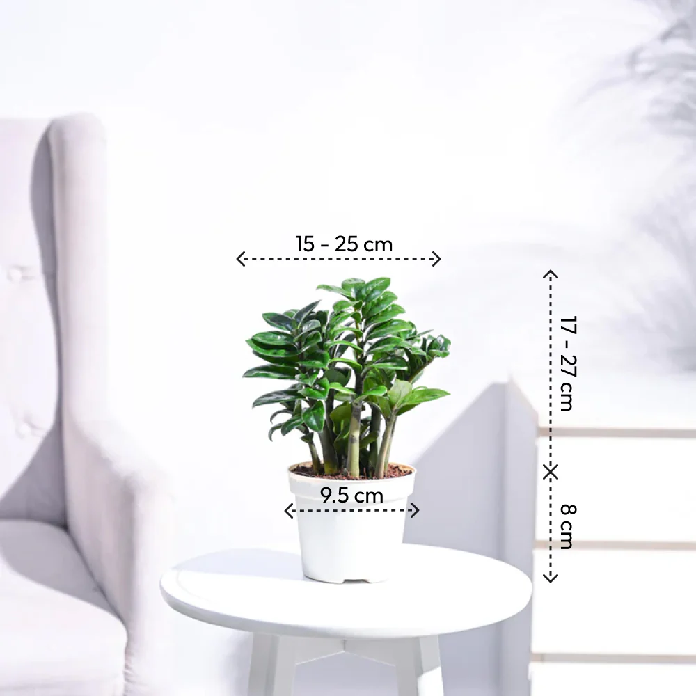 Dwarf ZZ Plant - Image 5