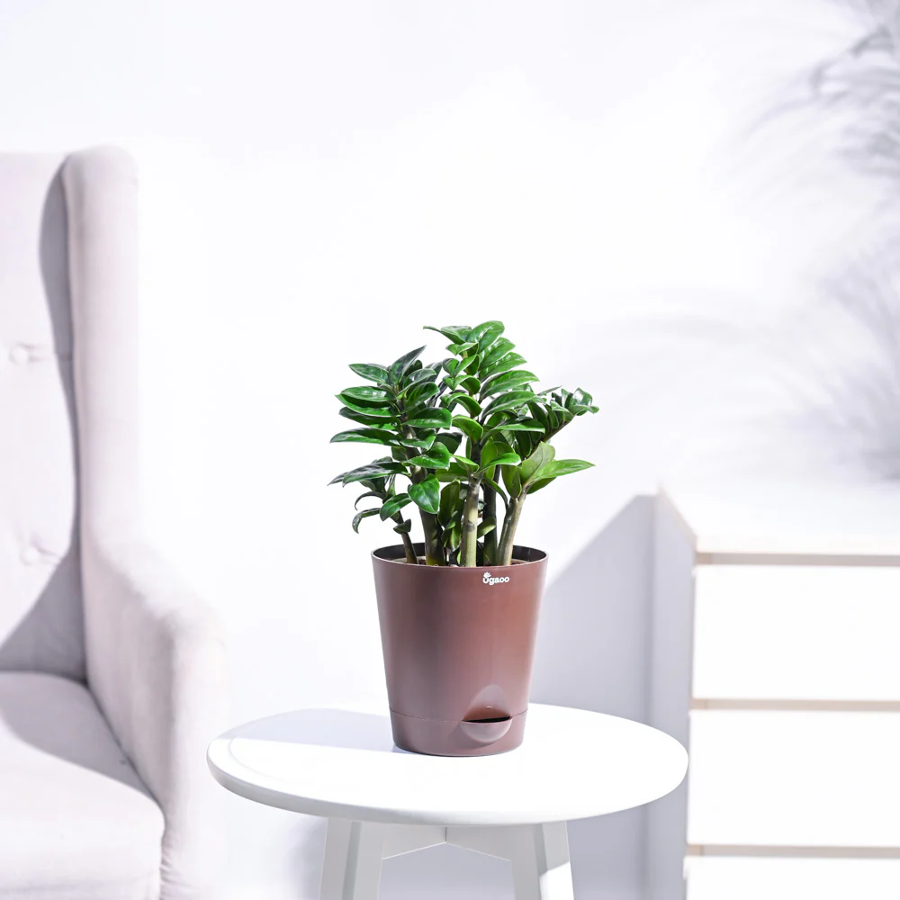 Dwarf ZZ Plant - Image 7