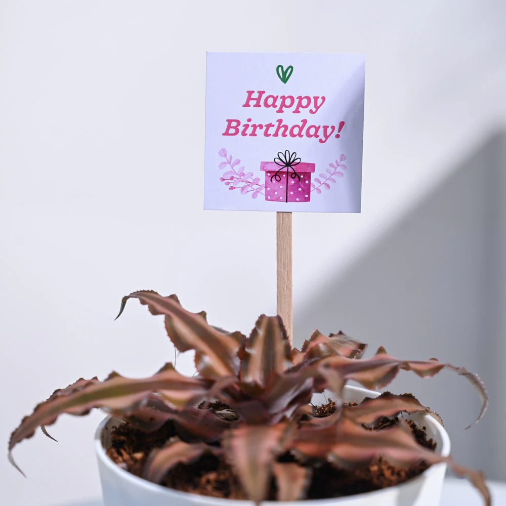 Earth Star Birthday Gift Hamper - Image 5