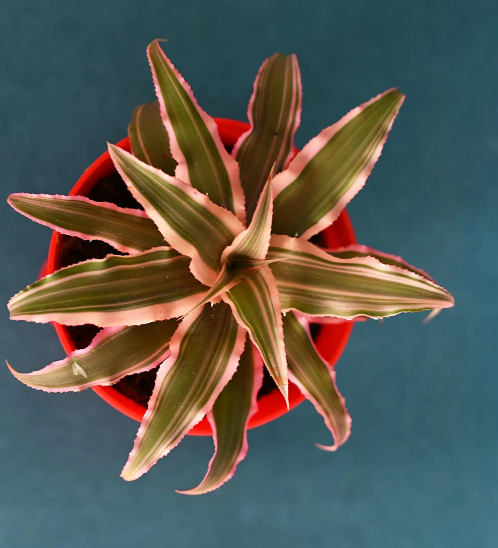 Earth Star Plant and Eco Goodies Bag - Image 3