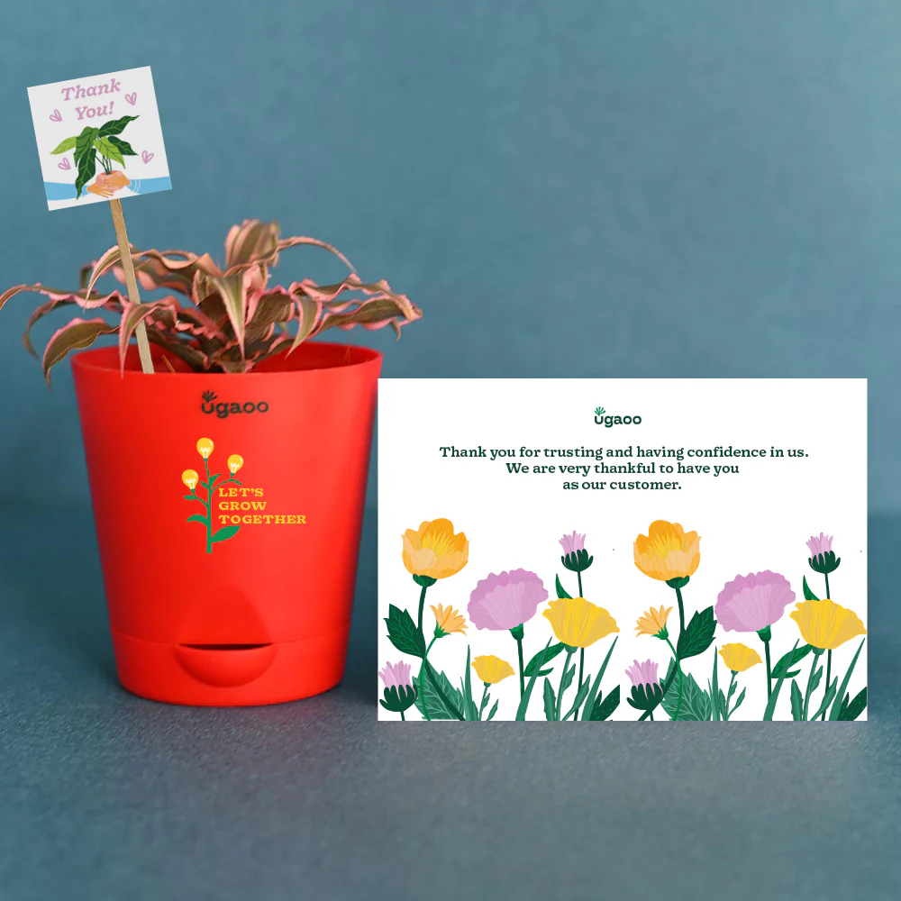 Earth Star Plant and Eco Goodies Bag - Image 4