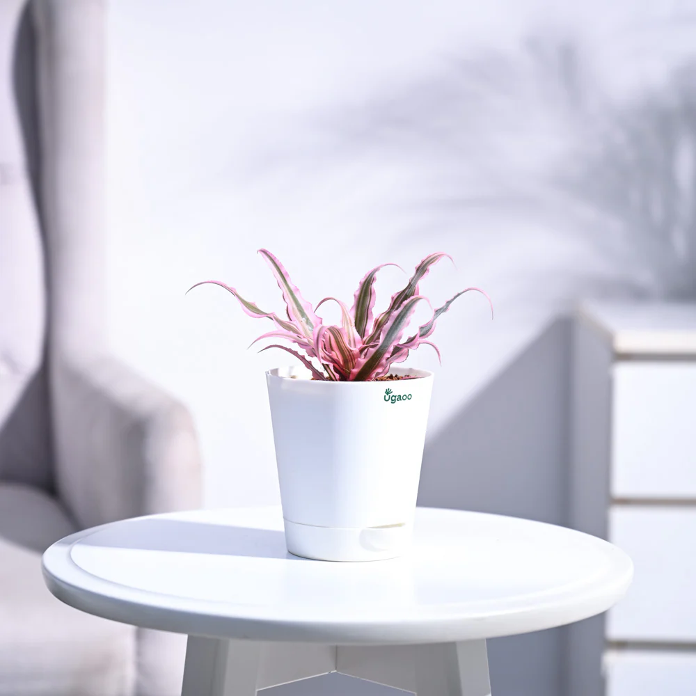 Earth Star Plant - Pink - Image 11