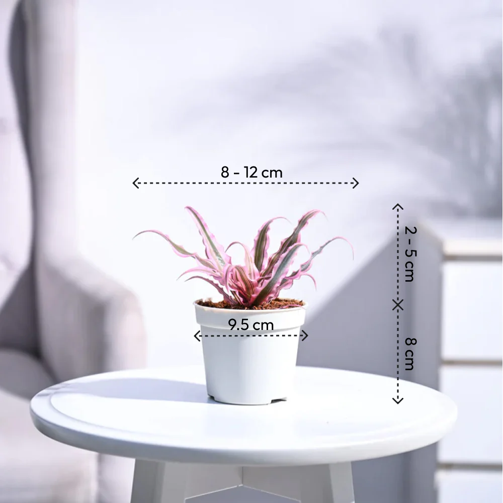 Earth Star Plant - Pink - Image 3