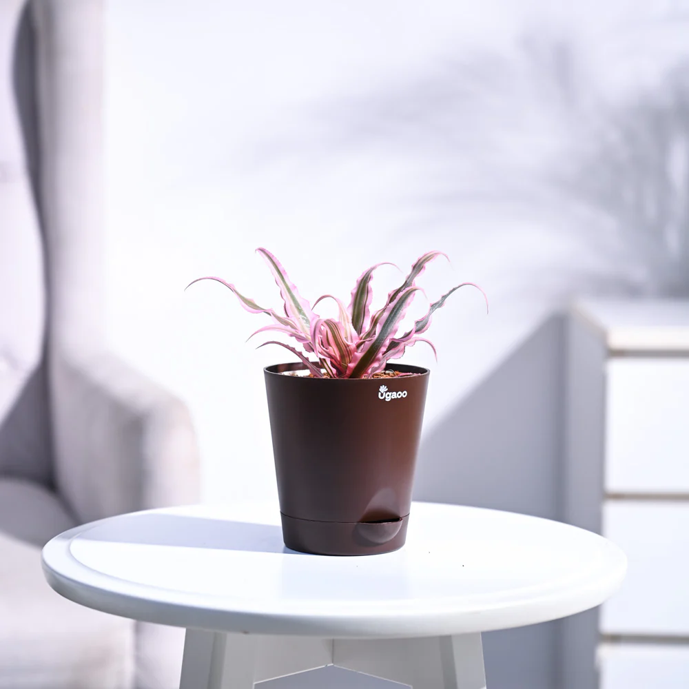 Earth Star Plant - Pink - Image 31
