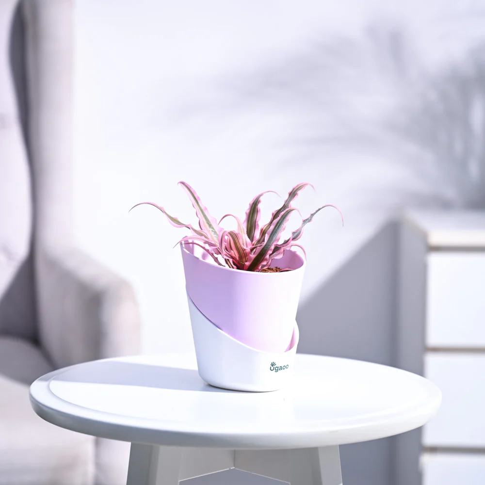 Earth Star Plant - Pink - Image 39