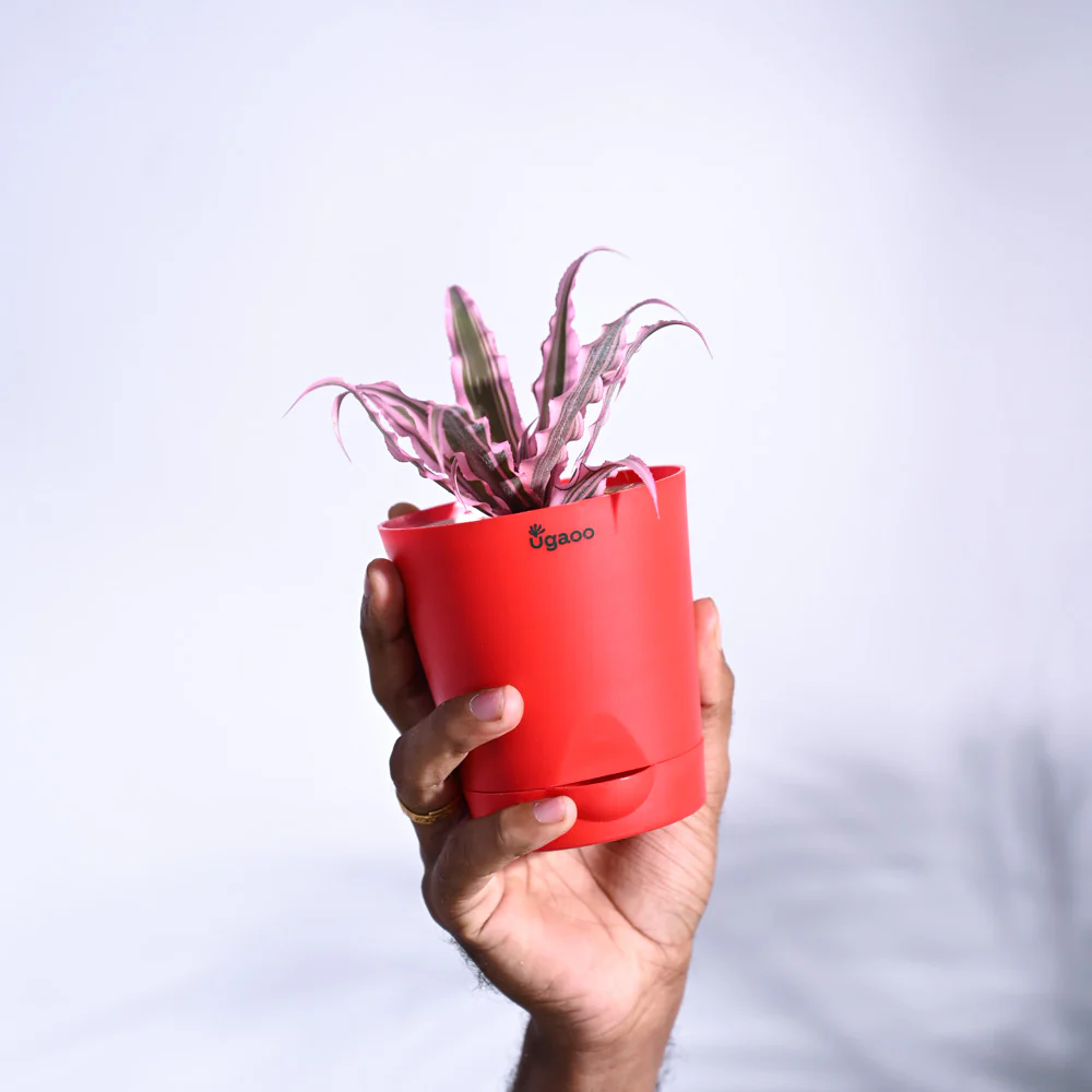 Earth Star Plant - Pink - Image 4