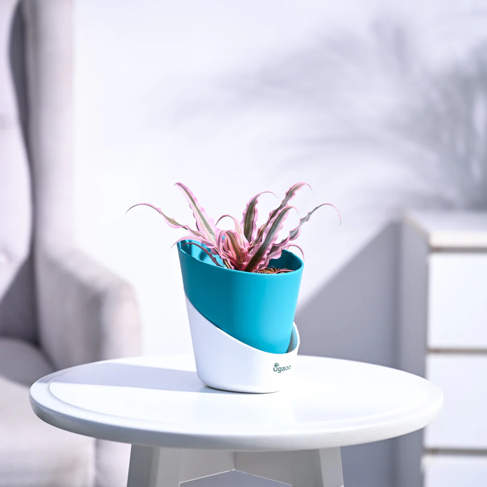 Earth Star Plant - Pink - Image 43