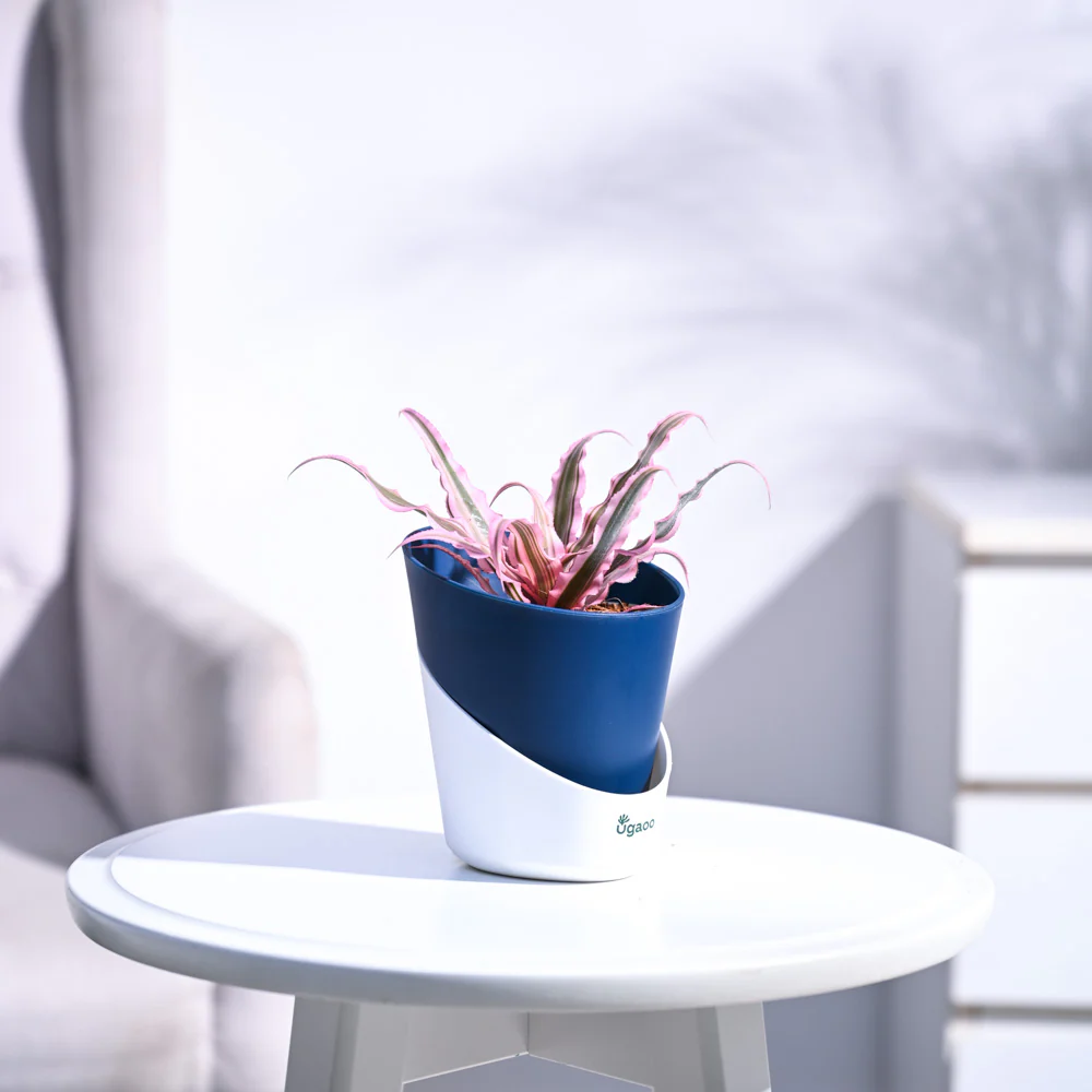 Earth Star Plant - Pink - Image 47