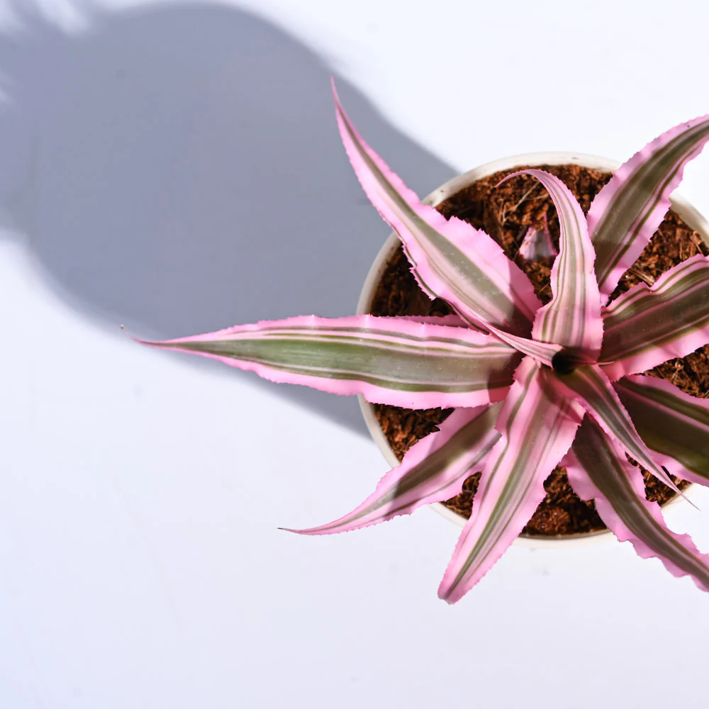 Earth Star Plant - Pink - Image 6