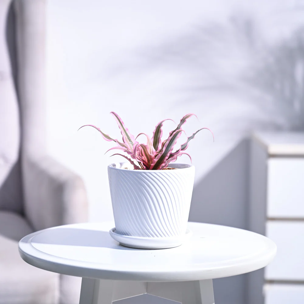 Earth Star Plant - Pink - Image 63