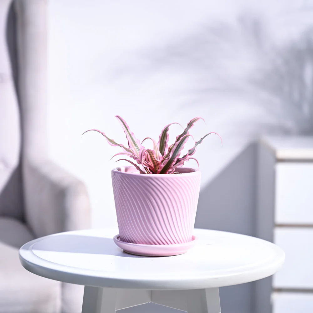 Earth Star Plant - Pink - Image 67