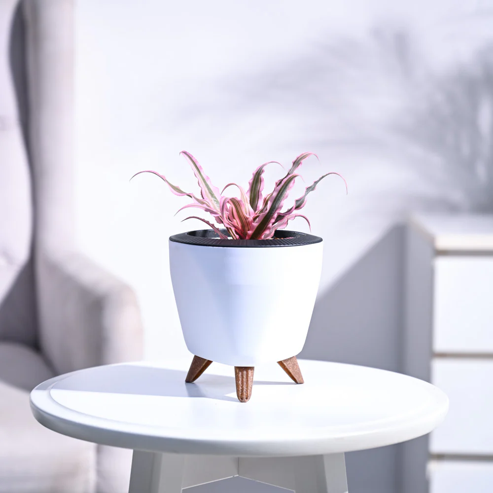 Earth Star Plant - Pink - Image 7