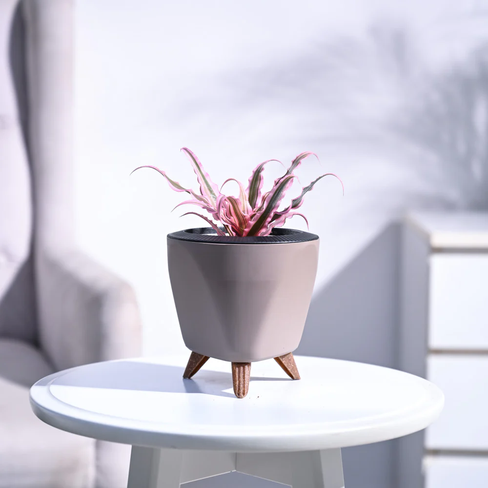 Earth Star Plant - Pink - Image 79