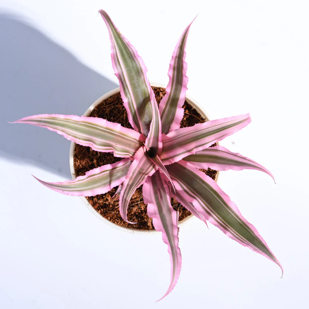 Earth Star Plant - Pink - Image 80